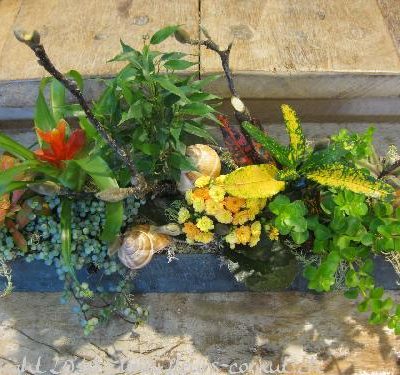Nos Plantes