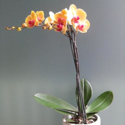 Orchidée orange