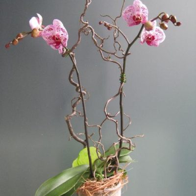 Orchidée rose décorée