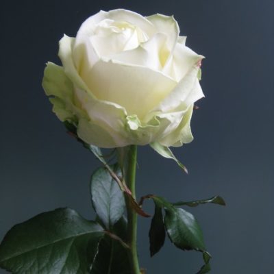 Rose blanche 'avalanche'