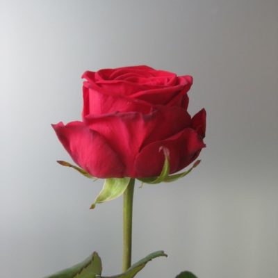 Rose rouge 'red naomi'