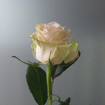 Rose rose 'sweet'