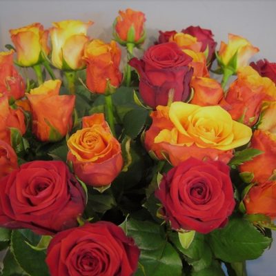 Roses colorées - 50 cm