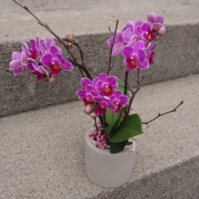 b.cornut fleuriste - petite orchidée dans son pot